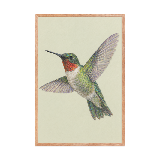 Framed Ruby-throated hummingbird colored pencil illustration print on sage green pastel background, wood frame wall art