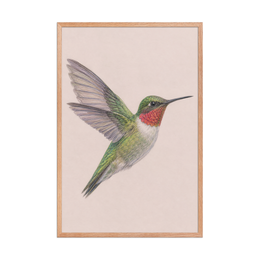 Framed Ruby-throated hummingbird colored pencil illustration print on dusty rose pastel background, wood frame wall art