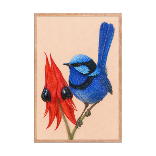Framed Splendid Fairywren blue wren colored pencil illustration, terracotta background, wood frame wall art