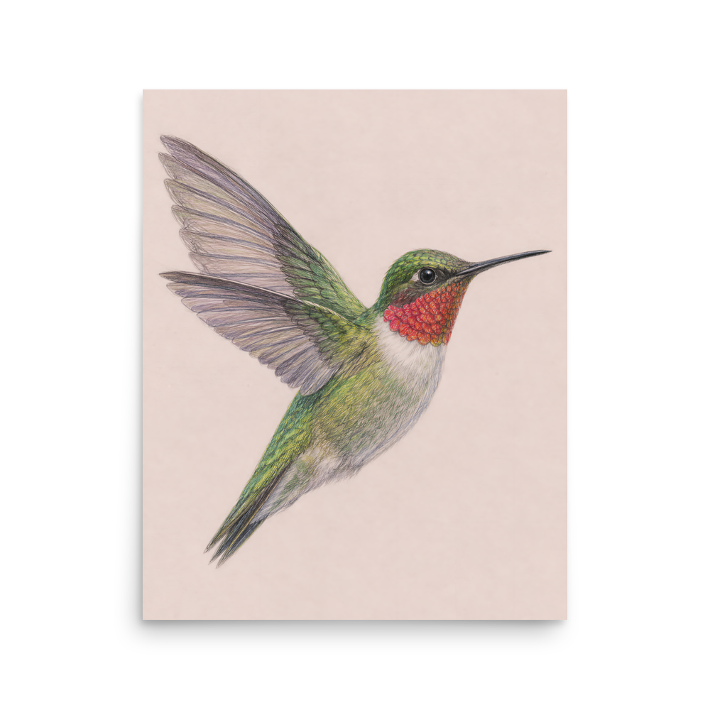Ruby-throated hummingbird colored pencil illustration print on dusty rose pastel background wall art