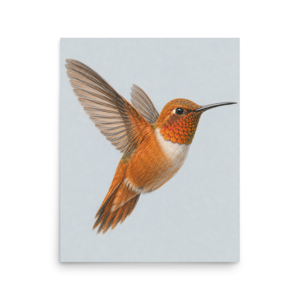 Rufous hummingbird colored pencil illustration print on dusty blue pastel background wall art