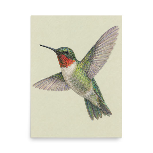 Ruby-throated hummingbird colored pencil illustration print on sage green pastel background wall art