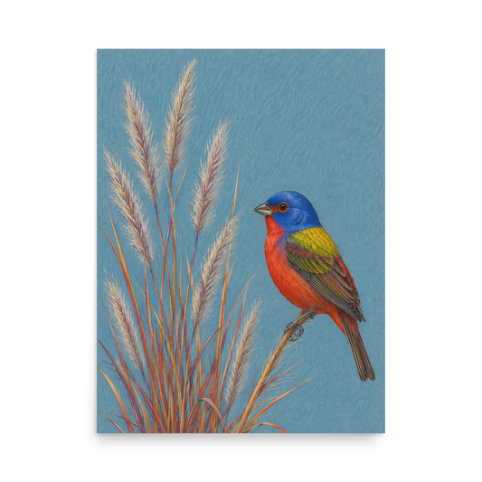Painted Bunting colored pencil illustration in prairie grass, dusty blue background wall art