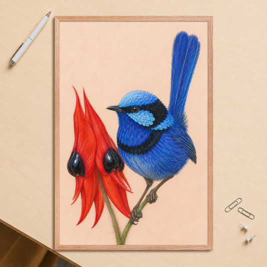 Framed Splendid Fairywren blue wren colored pencil illustration, terracotta background, wood frame wall art
