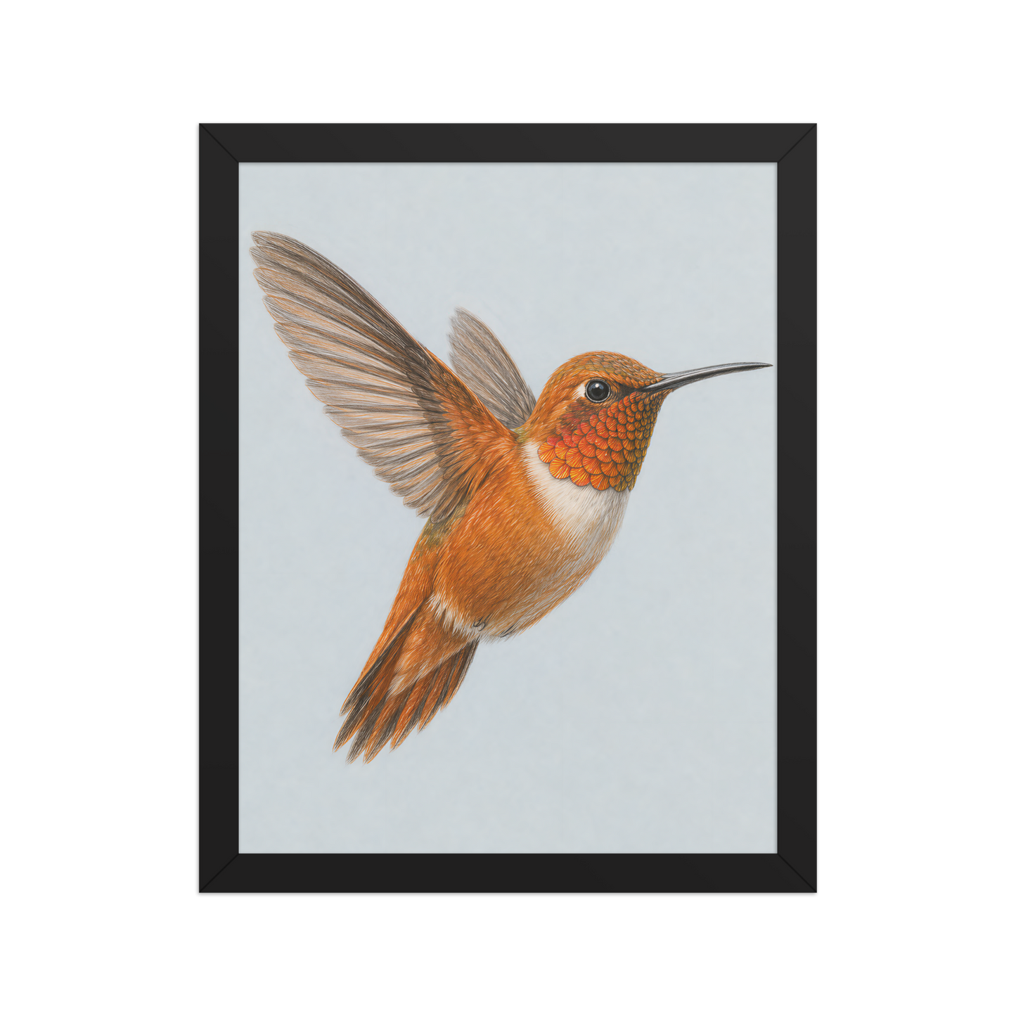 Framed Rufous hummingbird colored pencil illustration print on dusty blue pastel background, wood frame wall art