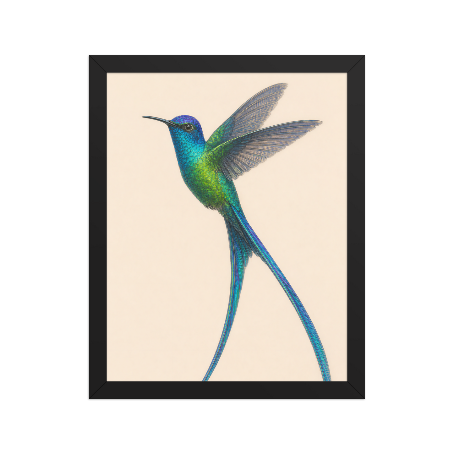 Framed Long-tailed Sylph hummingbird colored pencil illustration print, teal iridescent plumage on warm cream background, wood frame wall art