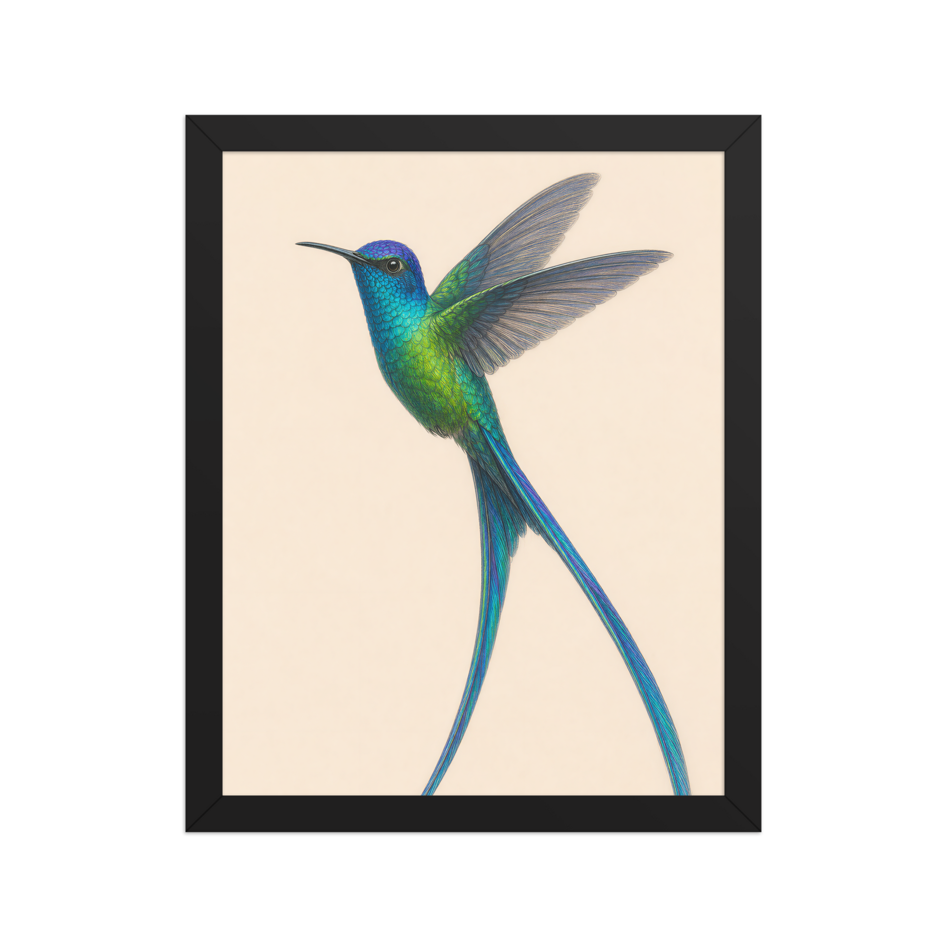 Framed Long-tailed Sylph hummingbird colored pencil illustration print, teal iridescent plumage on warm cream background, wood frame wall art