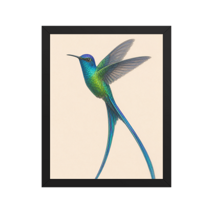 Framed Long-tailed Sylph hummingbird colored pencil illustration print, teal iridescent plumage on warm cream background, wood frame wall art