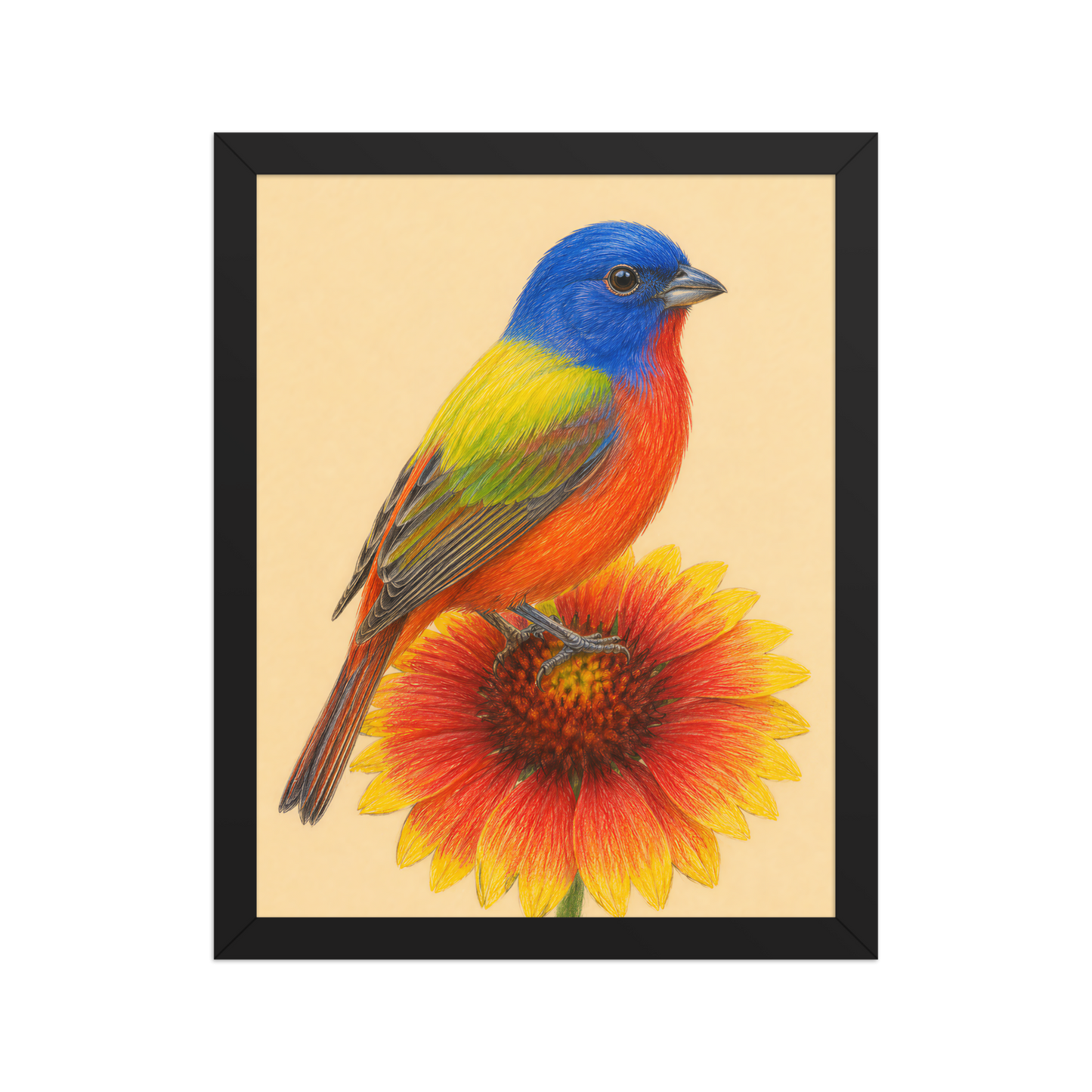Framed Painted Bunting colored pencil illustration on Indian Blanket flower, wood frame wall art