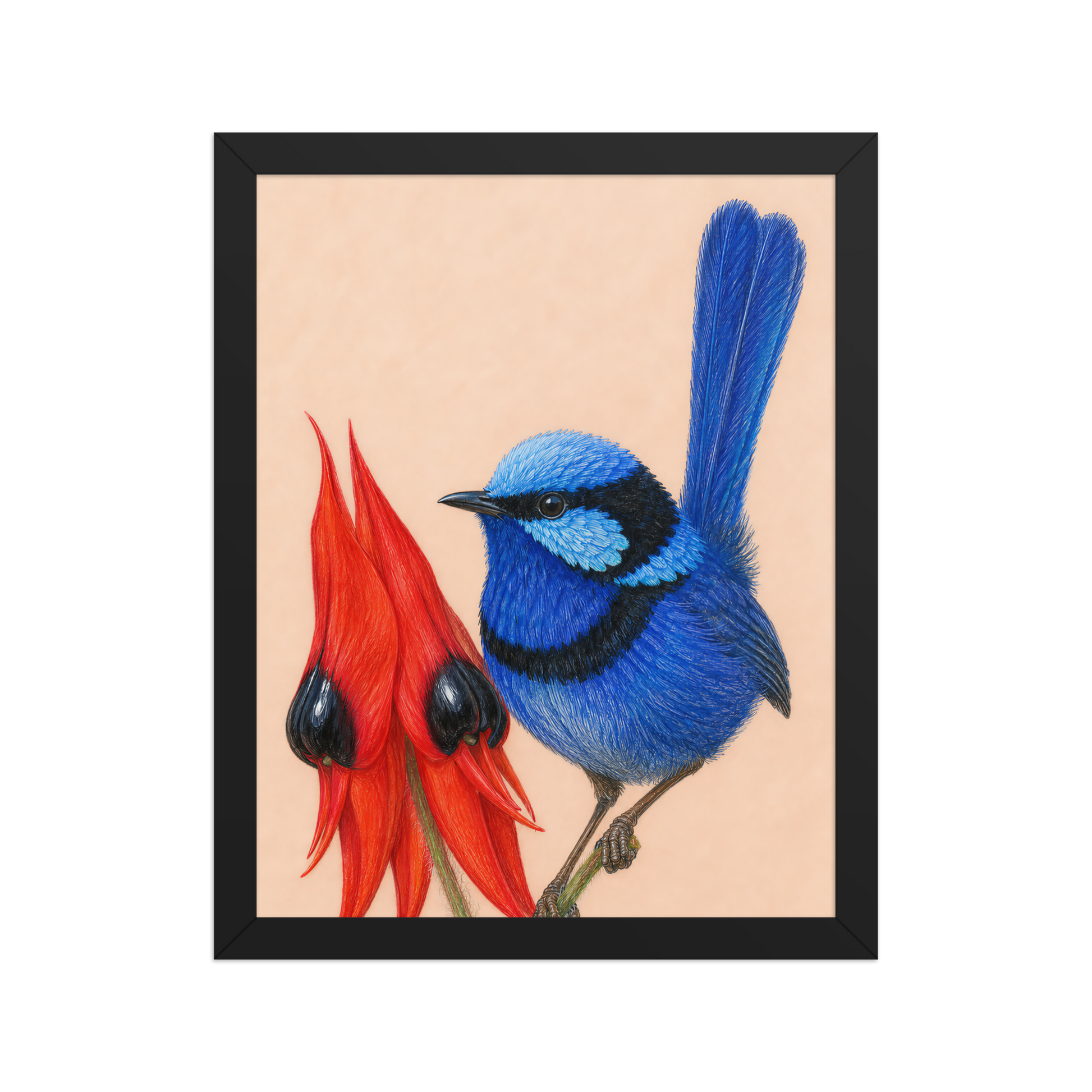 Framed Splendid Fairywren blue wren colored pencil illustration, terracotta background, wood frame wall art