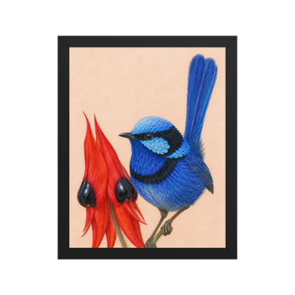 Framed Splendid Fairywren blue wren colored pencil illustration, terracotta background, wood frame wall art
