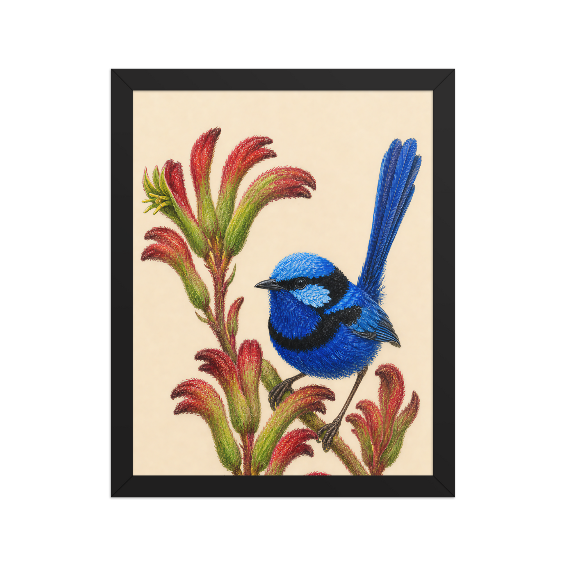 Framed Splendid Fairywren blue wren colored pencil illustration on Kangaroo Paw flowers, wood frame wall art