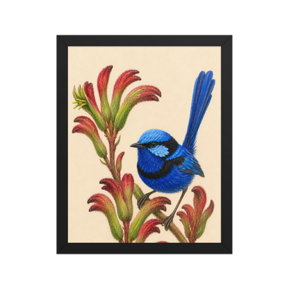 Framed Splendid Fairywren blue wren colored pencil illustration on Kangaroo Paw flowers, wood frame wall art
