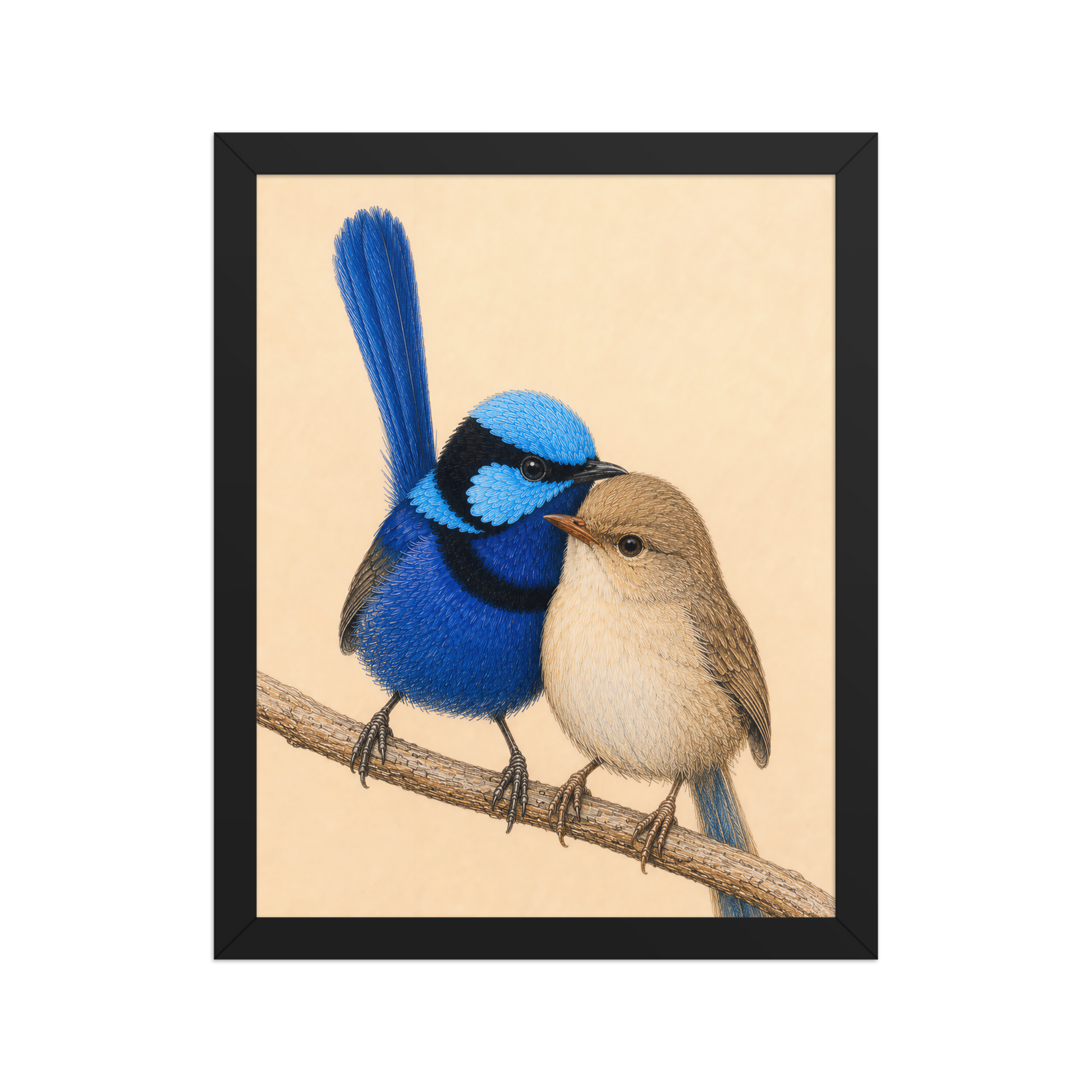 Framed male and female Splendid Fairywren blue wren pair colored pencil illustration, wood frame wall art