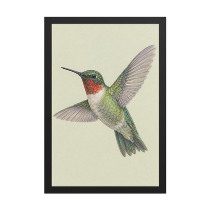 Framed Ruby-throated hummingbird colored pencil illustration print on sage green pastel background, wood frame wall art