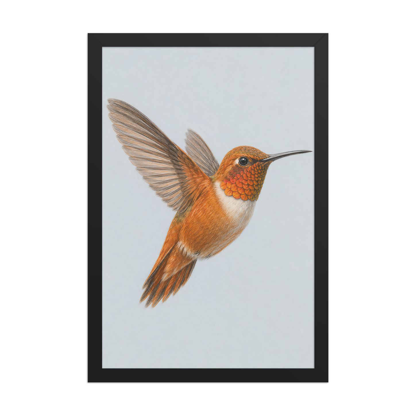 Framed Rufous hummingbird colored pencil illustration print on dusty blue pastel background, wood frame wall art
