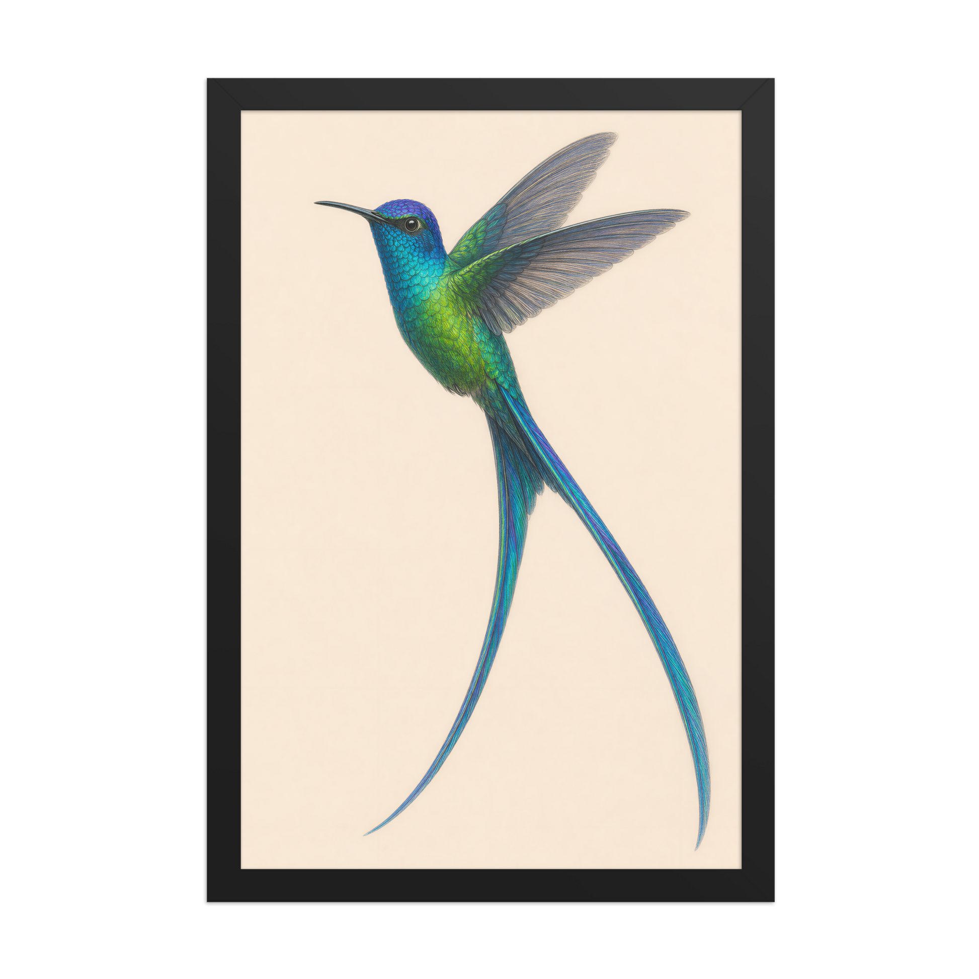 Framed Long-tailed Sylph hummingbird colored pencil illustration print, teal iridescent plumage on warm cream background, wood frame wall art