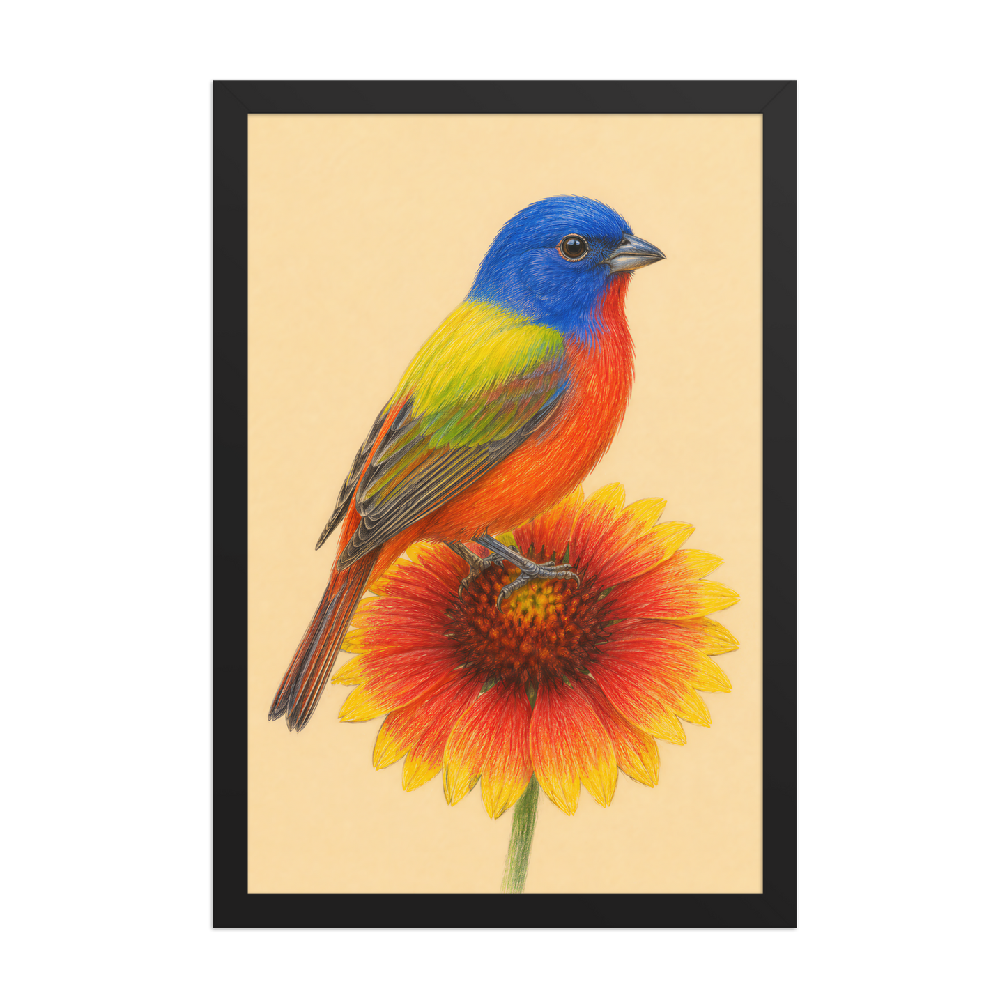 Framed Painted Bunting colored pencil illustration on Indian Blanket flower, wood frame wall art