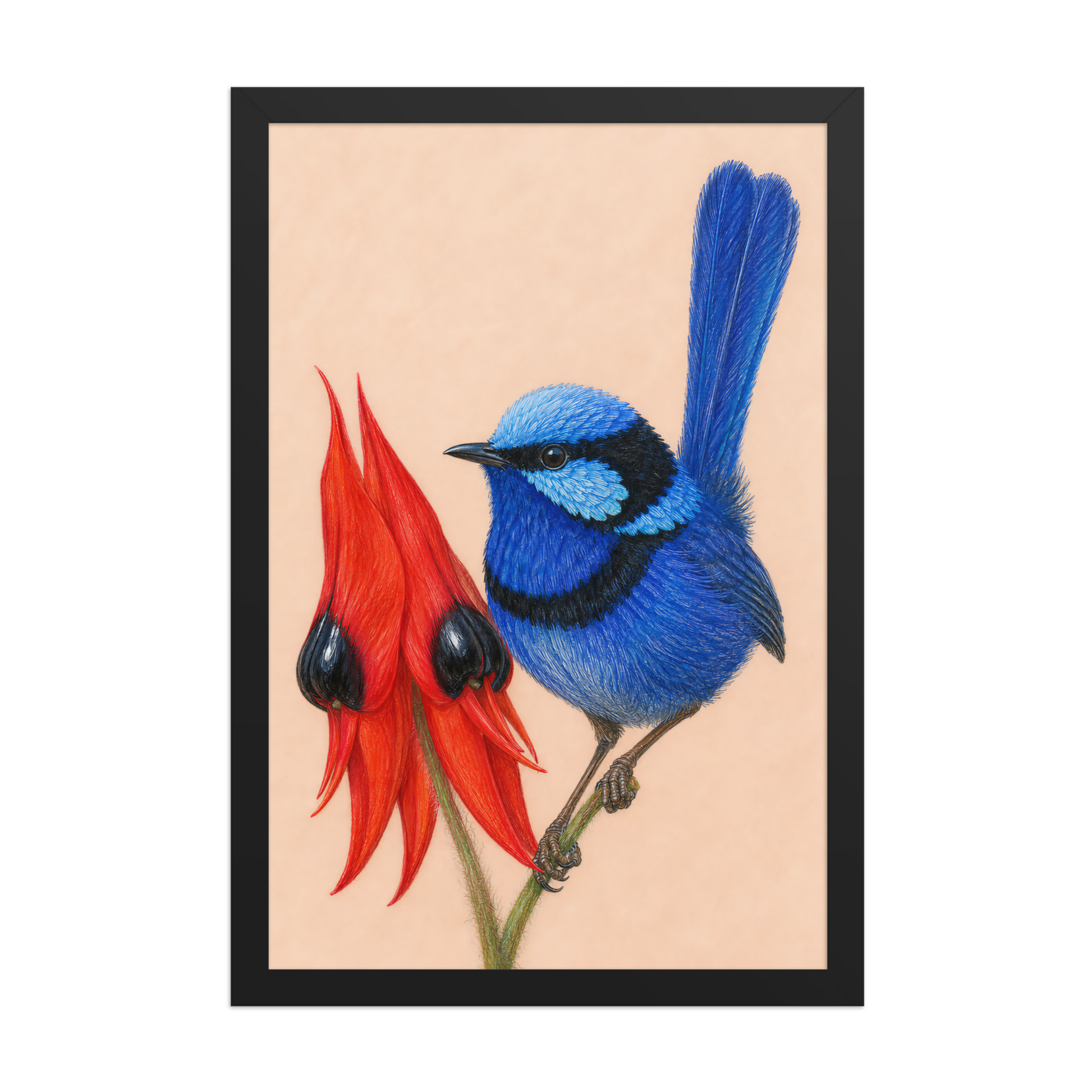 Framed Splendid Fairywren blue wren colored pencil illustration, terracotta background, wood frame wall art