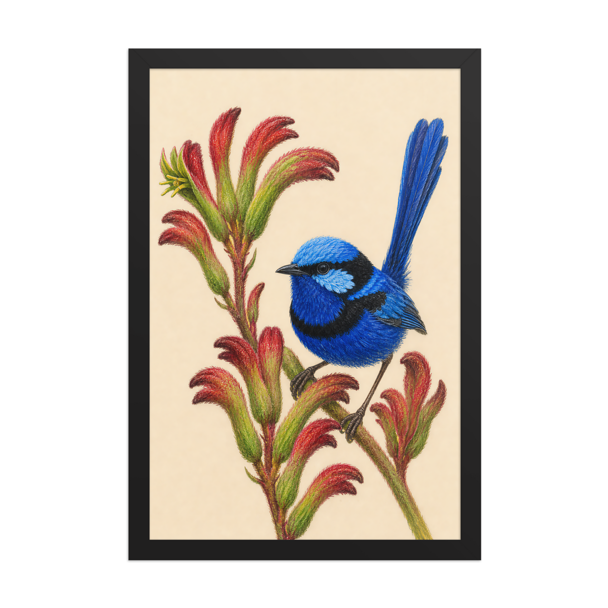 Framed Splendid Fairywren blue wren colored pencil illustration on Kangaroo Paw flowers, wood frame wall art