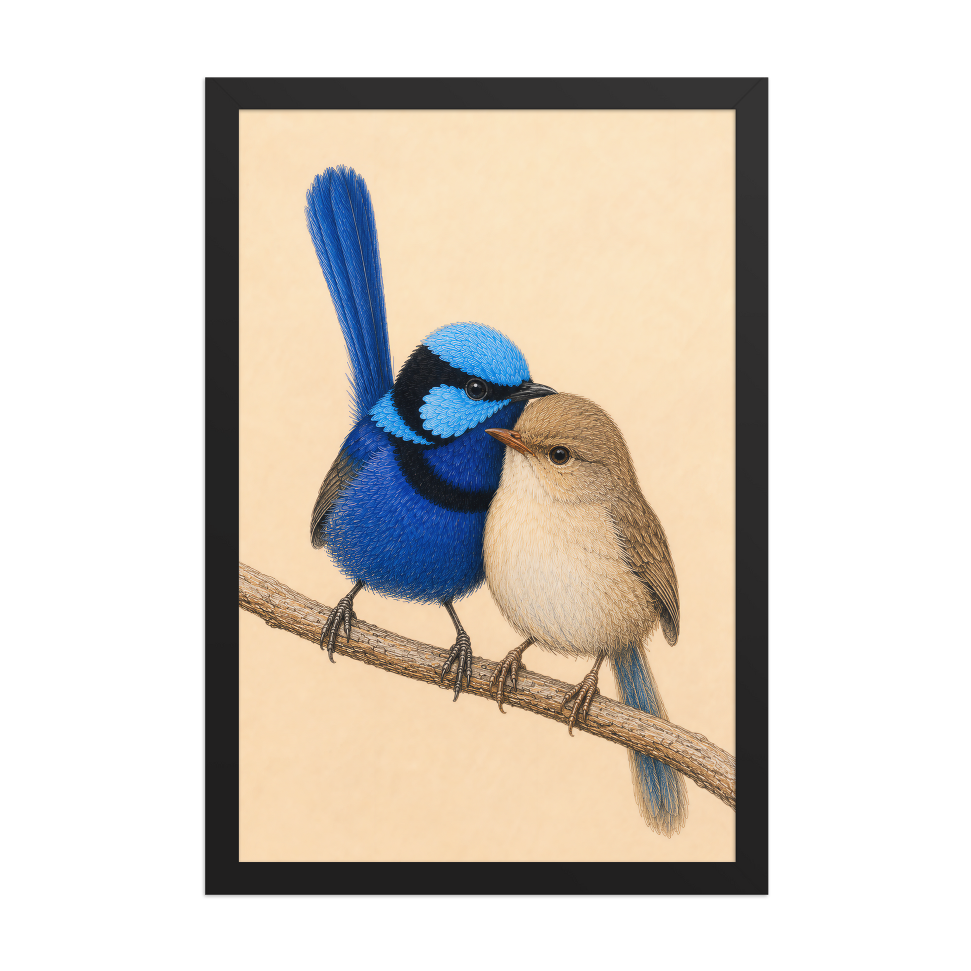 Framed male and female Splendid Fairywren blue wren pair colored pencil illustration, wood frame wall art