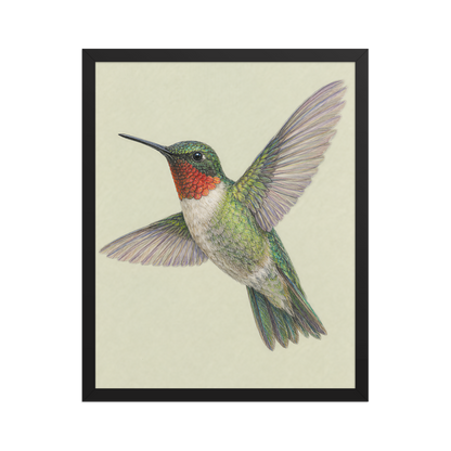 Framed Ruby-throated hummingbird colored pencil illustration print on sage green pastel background, wood frame wall art