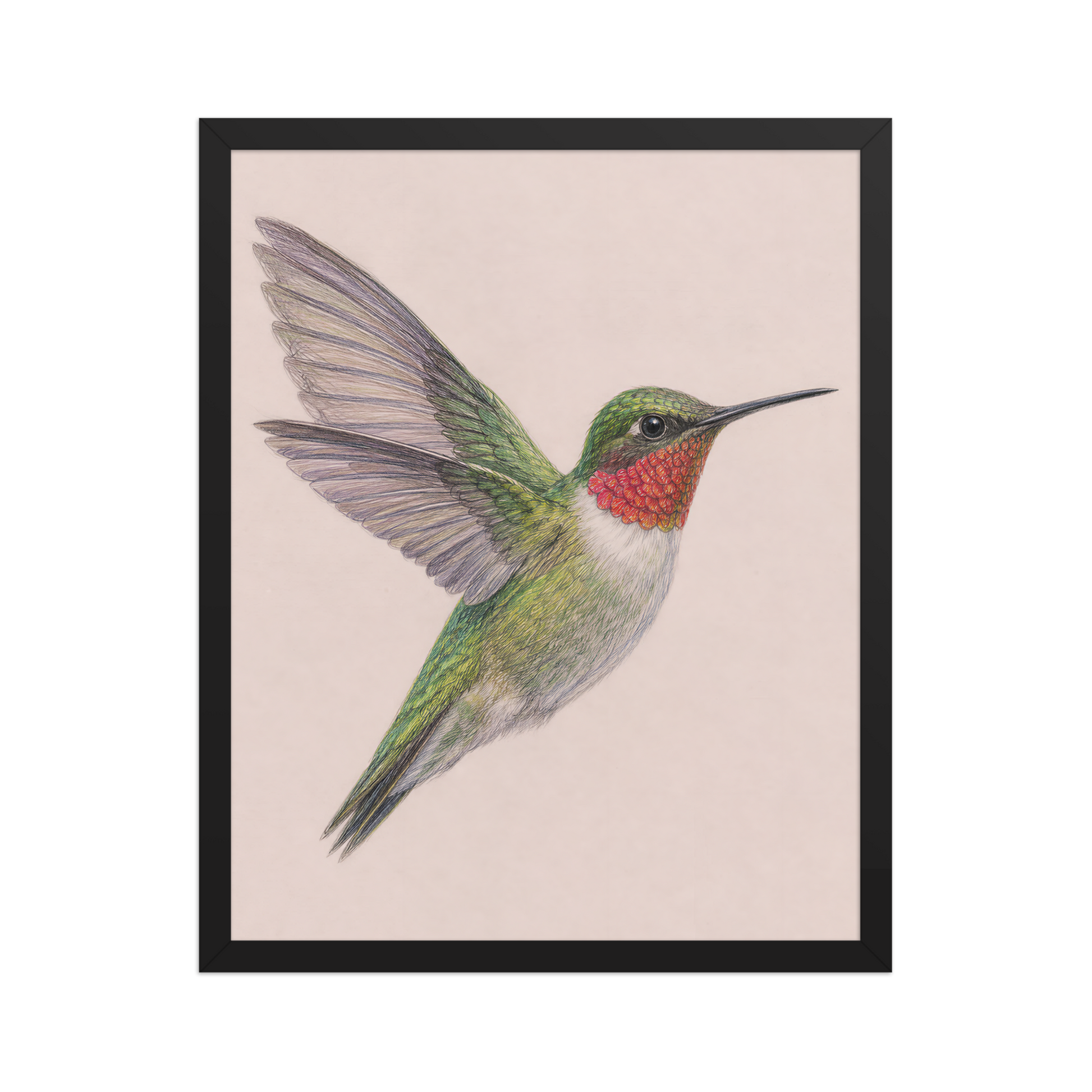 Framed Ruby-throated hummingbird colored pencil illustration print on dusty rose pastel background, wood frame wall art