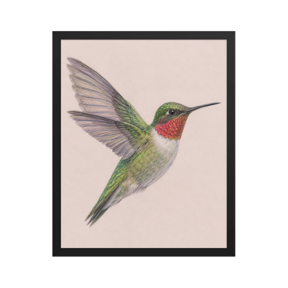 Framed Ruby-throated hummingbird colored pencil illustration print on dusty rose pastel background, wood frame wall art