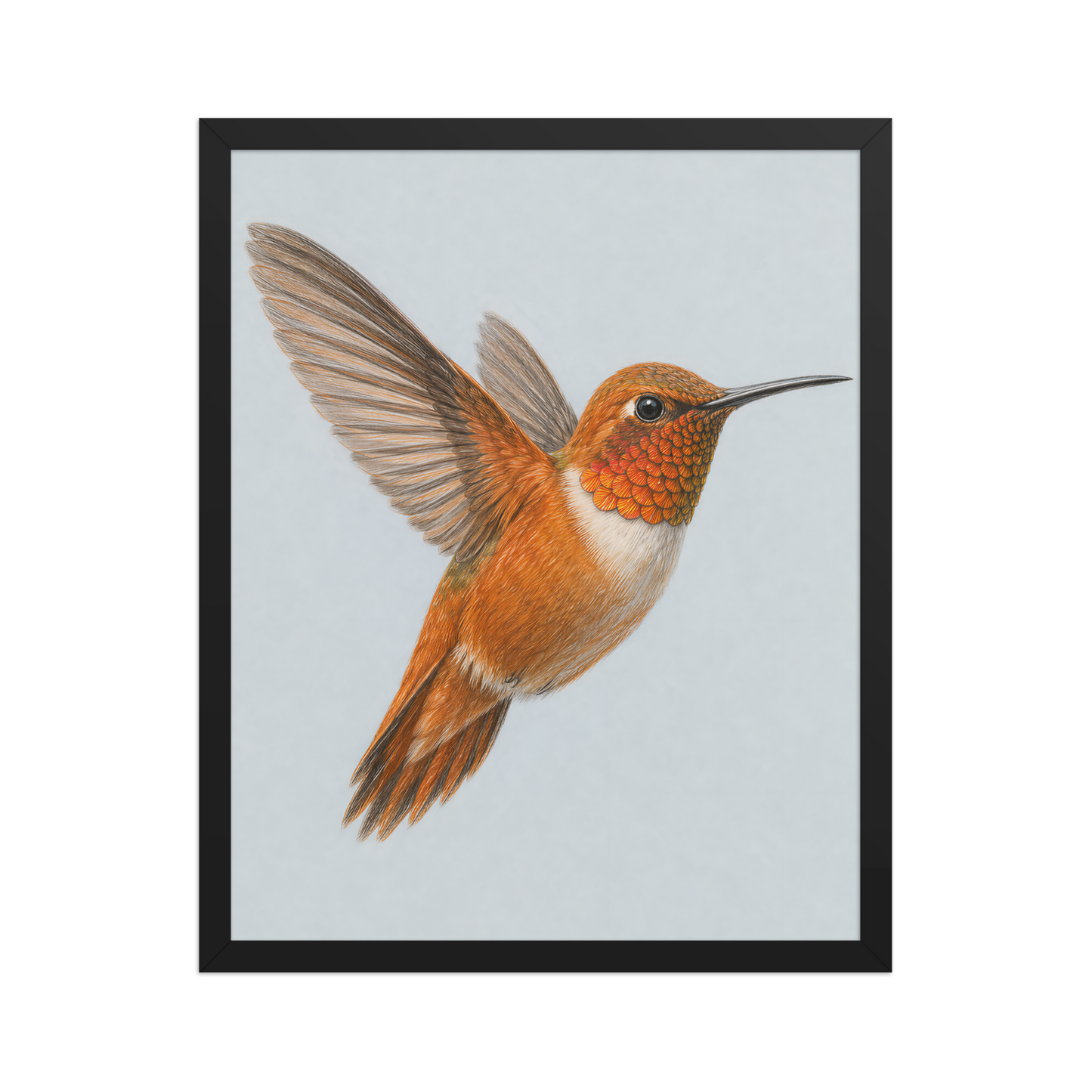 Framed Rufous hummingbird colored pencil illustration print on dusty blue pastel background, wood frame wall art