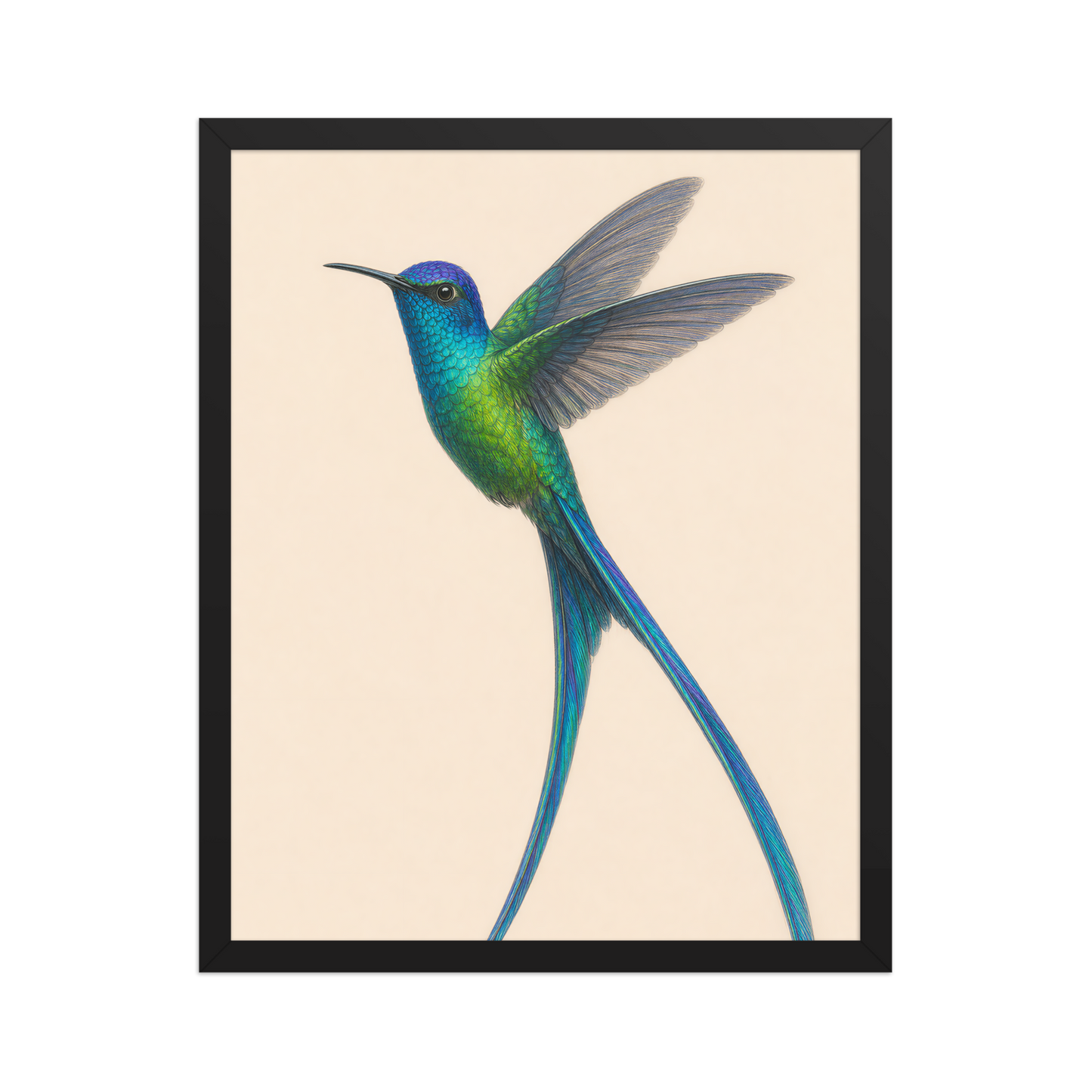 Framed Long-tailed Sylph hummingbird colored pencil illustration print, teal iridescent plumage on warm cream background, wood frame wall art