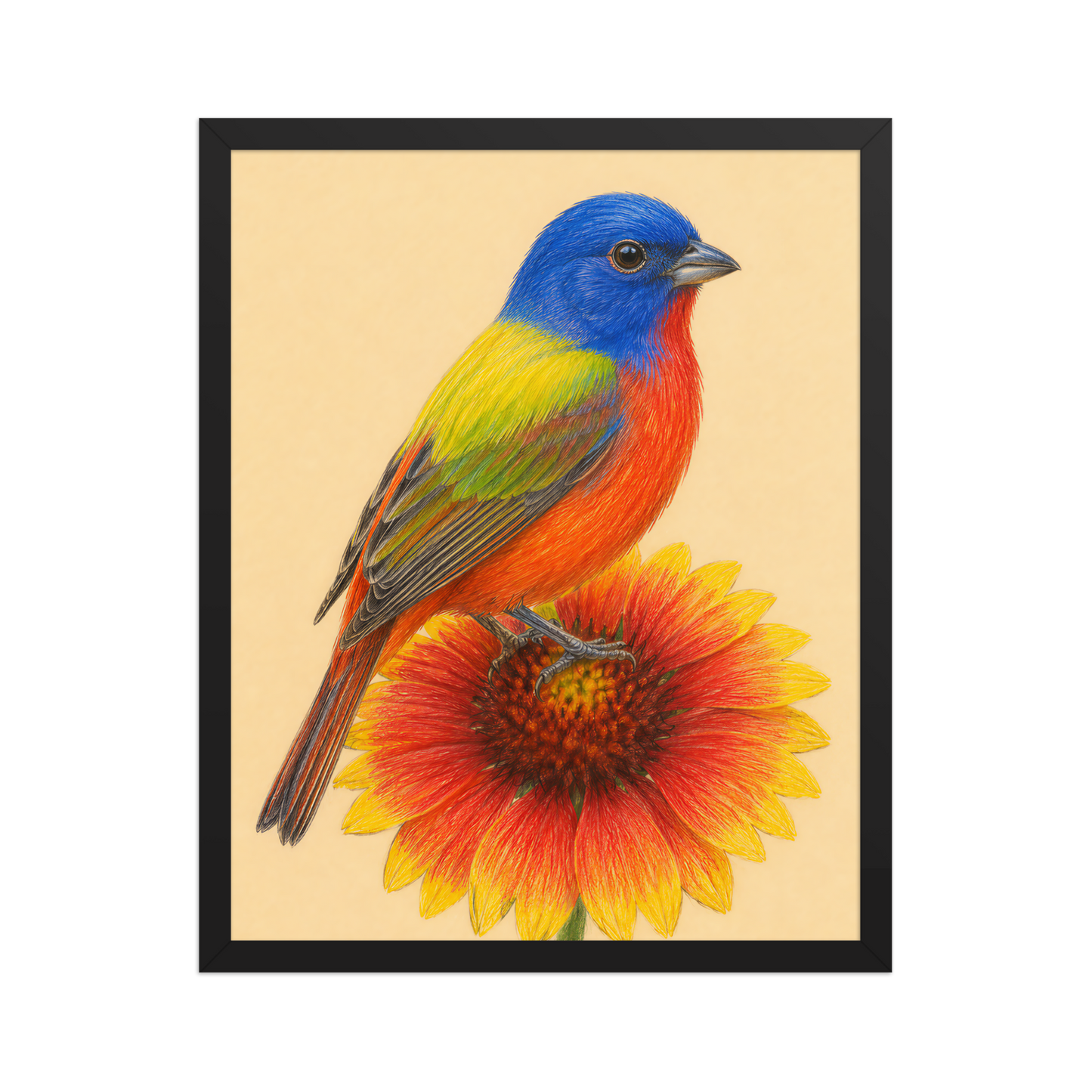Framed Painted Bunting colored pencil illustration on Indian Blanket flower, wood frame wall art
