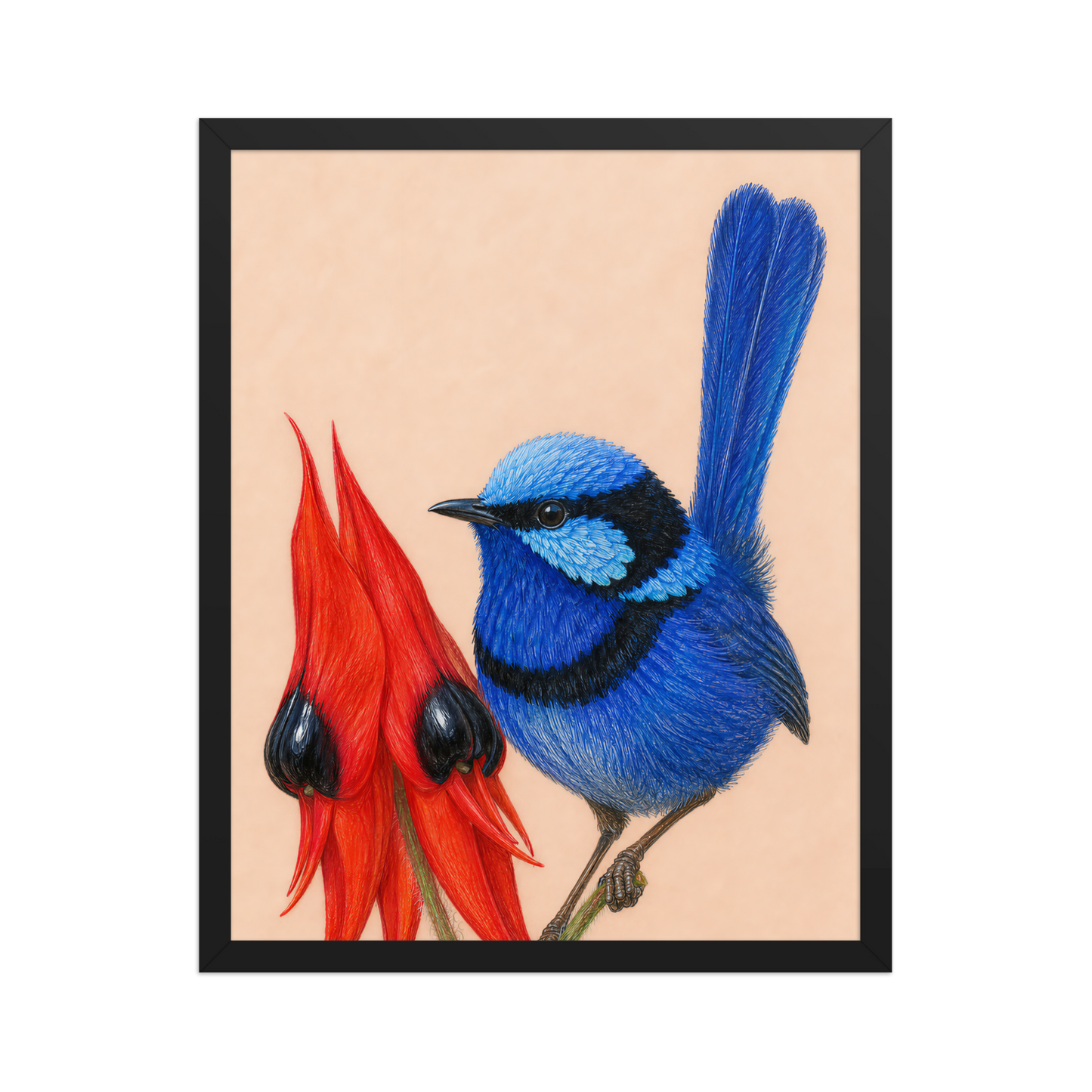 Framed Splendid Fairywren blue wren colored pencil illustration, terracotta background, wood frame wall art