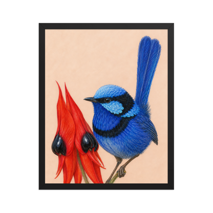 Framed Splendid Fairywren blue wren colored pencil illustration, terracotta background, wood frame wall art