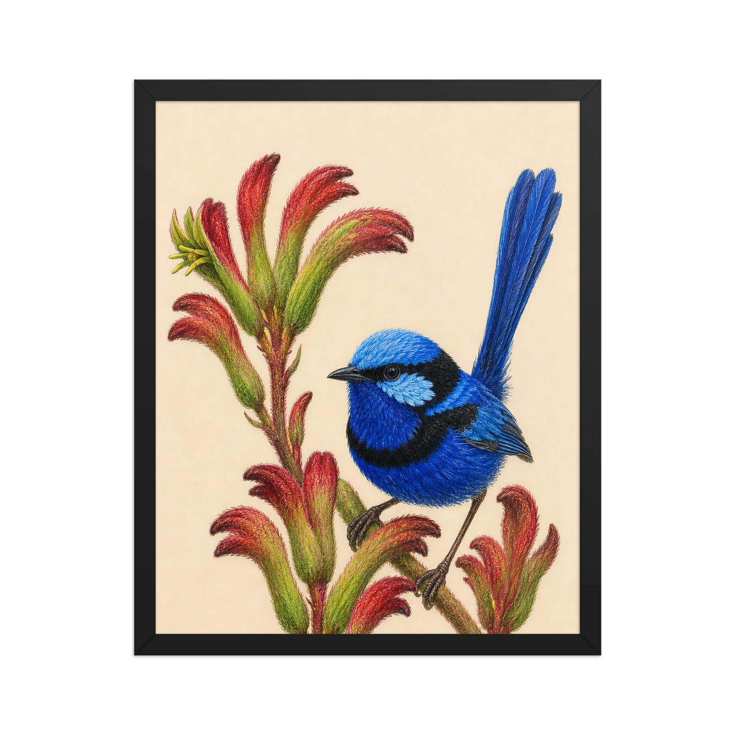 Framed Splendid Fairywren blue wren colored pencil illustration on Kangaroo Paw flowers, wood frame wall art
