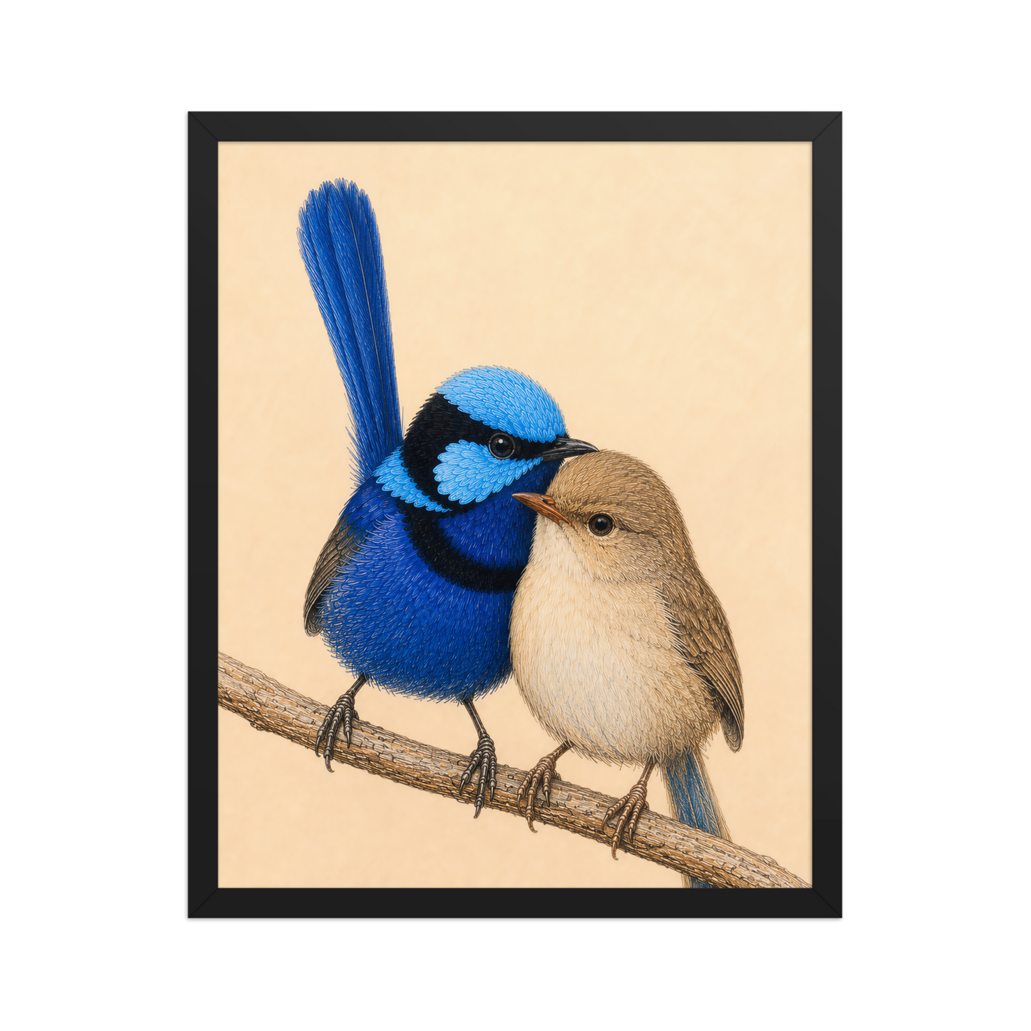 Framed male and female Splendid Fairywren blue wren pair colored pencil illustration, wood frame wall art