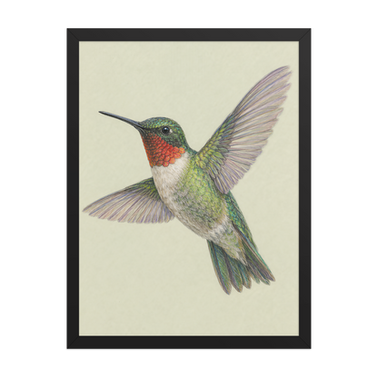Framed Ruby-throated hummingbird colored pencil illustration print on sage green pastel background, wood frame wall art