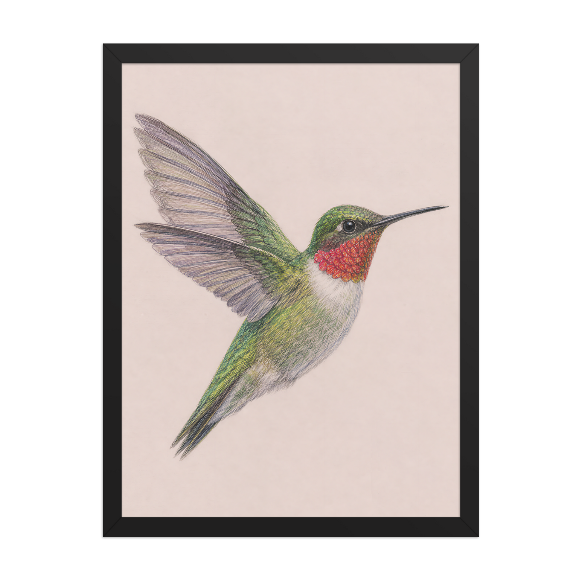 Framed Ruby-throated hummingbird colored pencil illustration print on dusty rose pastel background, wood frame wall art