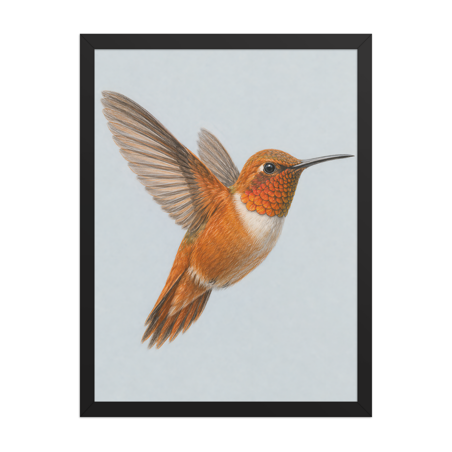 Framed Rufous hummingbird colored pencil illustration print on dusty blue pastel background, wood frame wall art