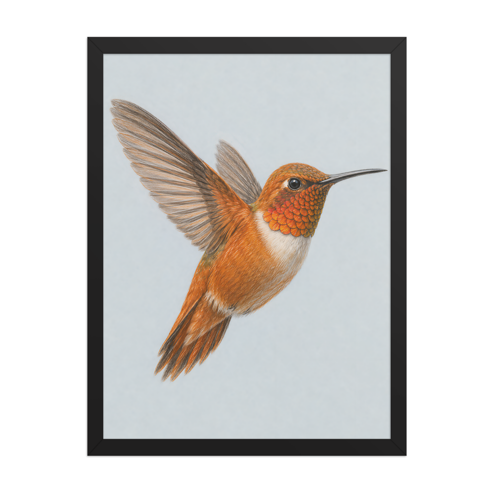 Framed Rufous hummingbird colored pencil illustration print on dusty blue pastel background, wood frame wall art