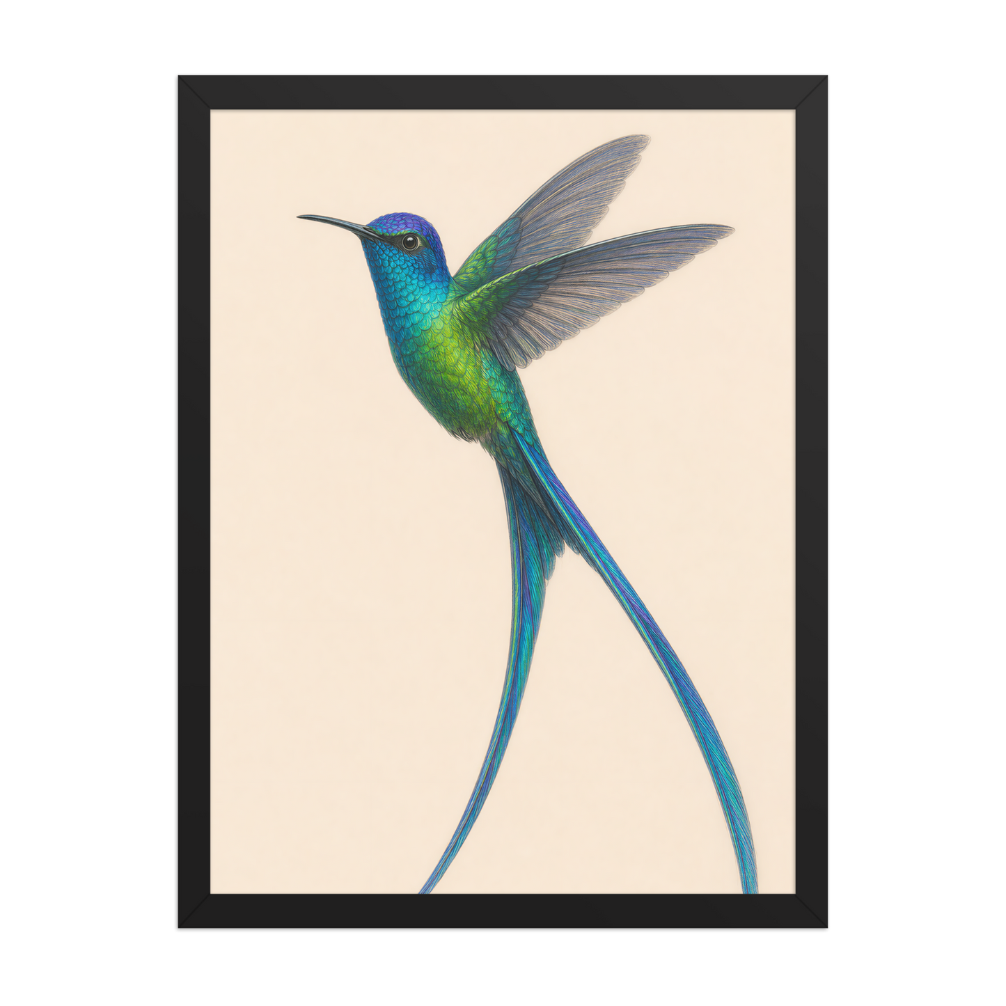 Framed Long-tailed Sylph hummingbird colored pencil illustration print, teal iridescent plumage on warm cream background, wood frame wall art