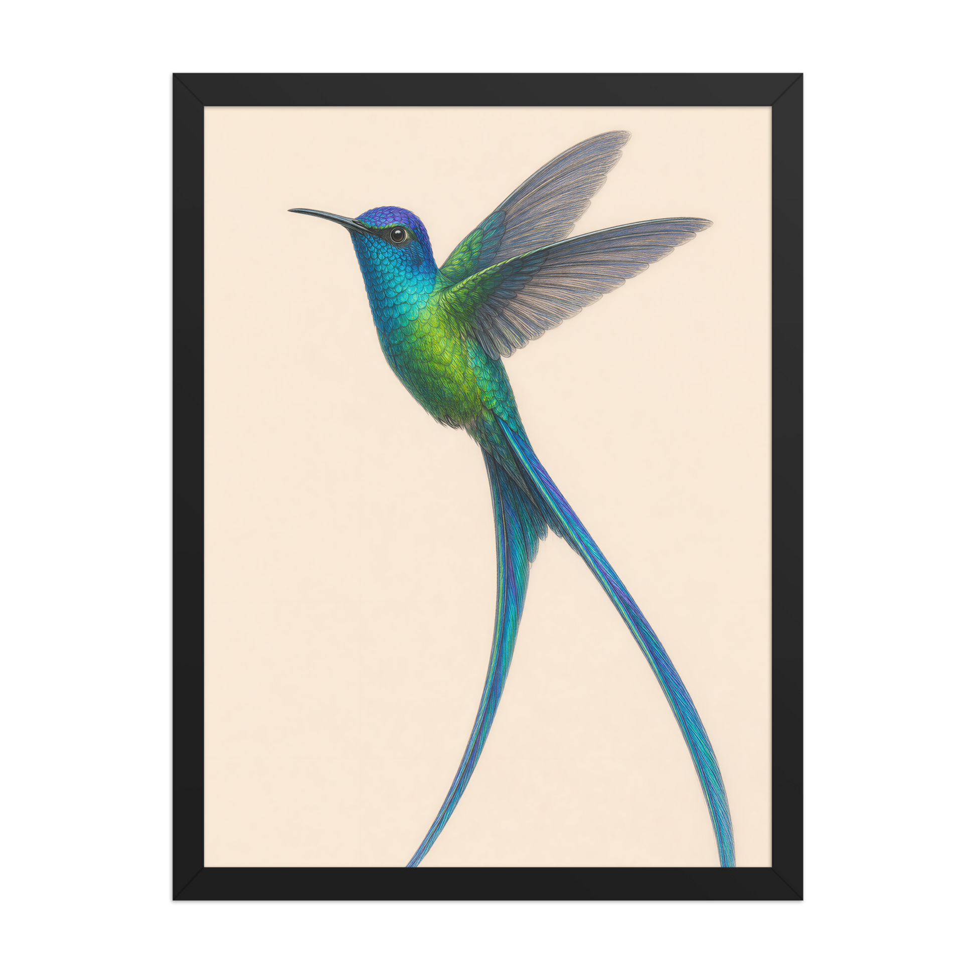 Framed Long-tailed Sylph hummingbird colored pencil illustration print, teal iridescent plumage on warm cream background, wood frame wall art