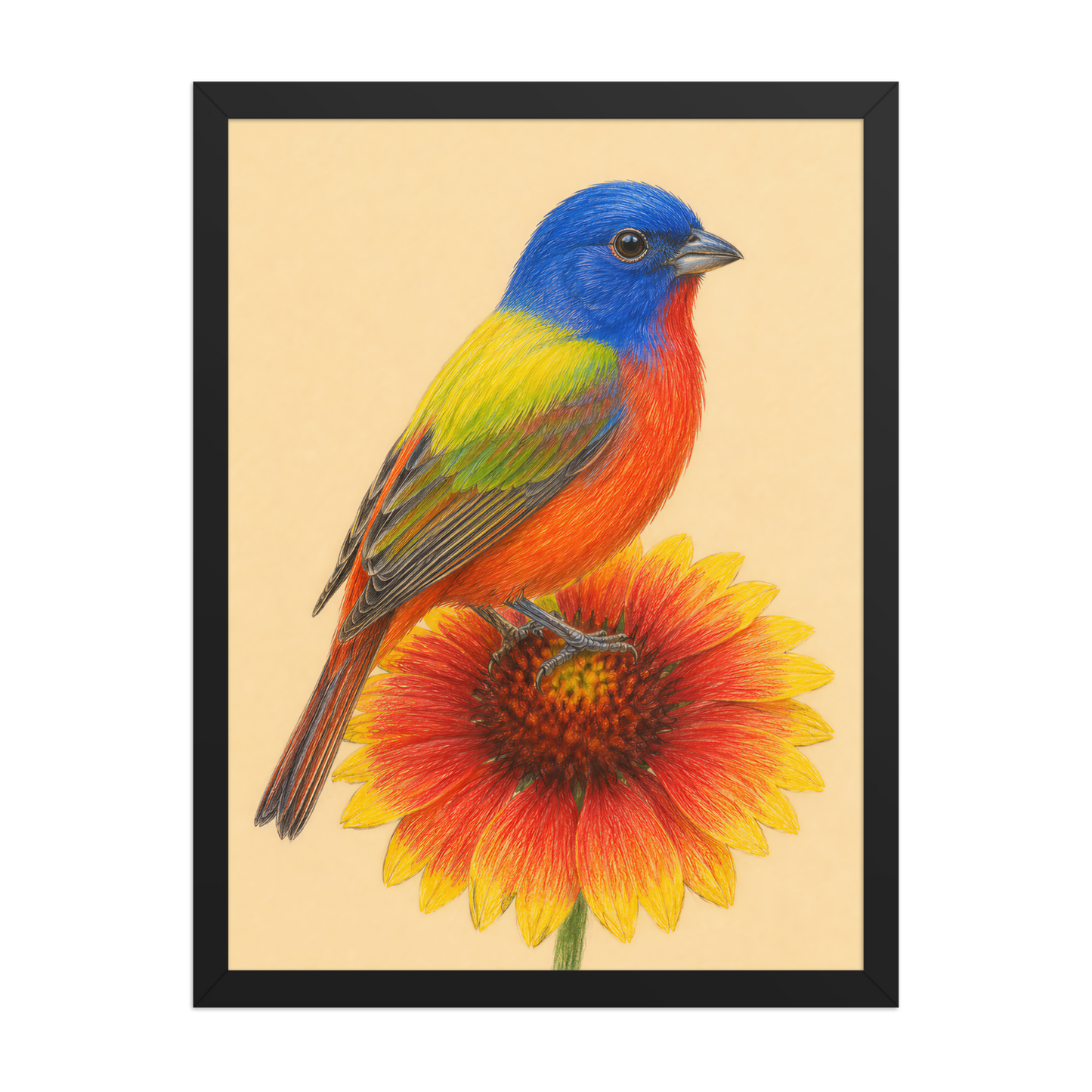 Framed Painted Bunting colored pencil illustration on Indian Blanket flower, wood frame wall art