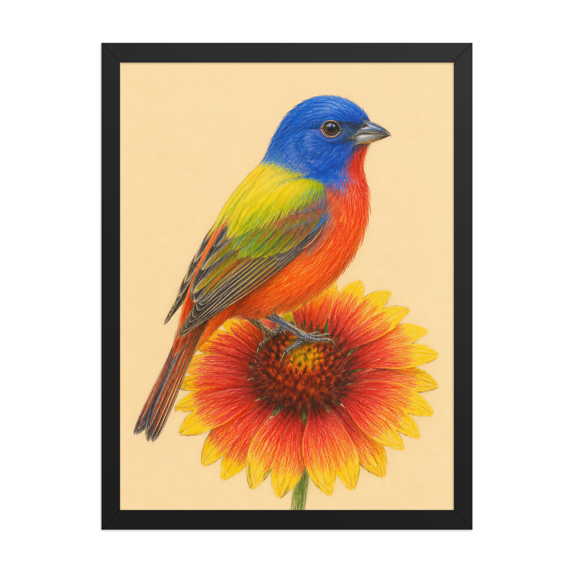 Framed Painted Bunting colored pencil illustration on Indian Blanket flower, wood frame wall art