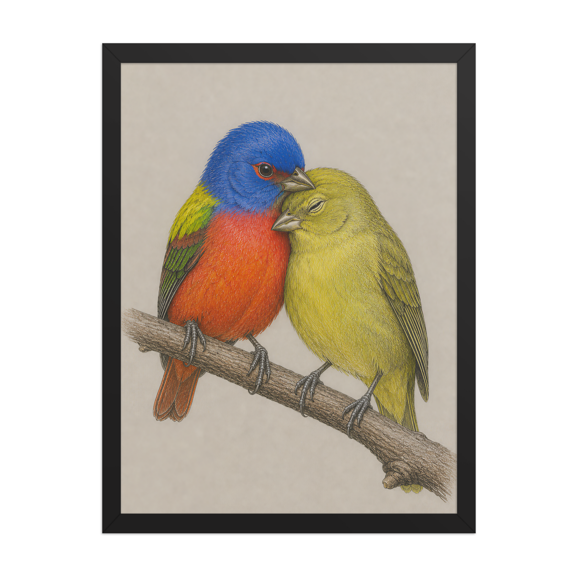 Framed male and female Painted Bunting pair colored pencil illustration, wood frame wall art