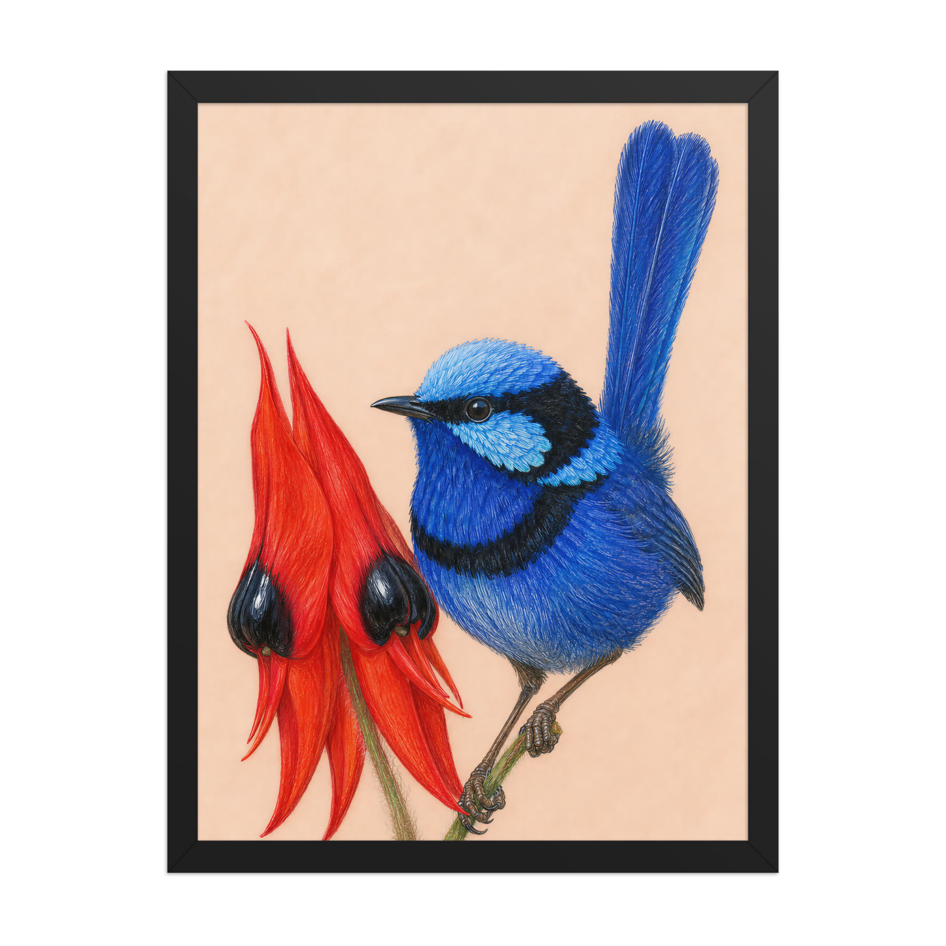 Framed Splendid Fairywren blue wren colored pencil illustration, terracotta background, wood frame wall art
