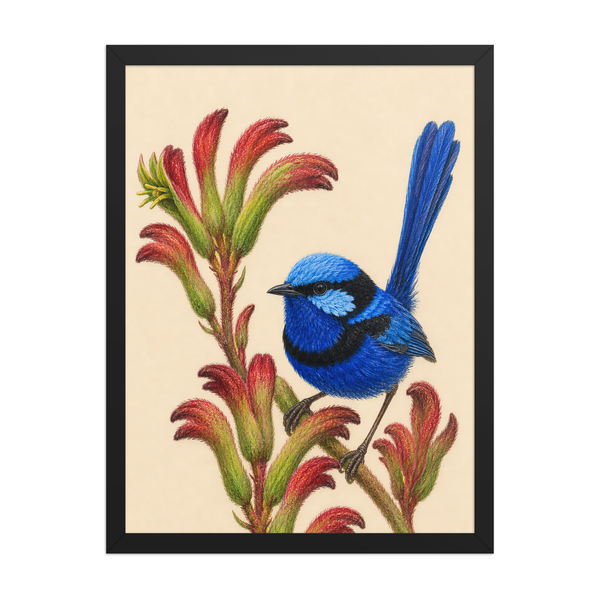 Framed Splendid Fairywren blue wren colored pencil illustration on Kangaroo Paw flowers, wood frame wall art