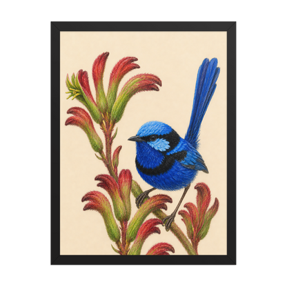 Framed Splendid Fairywren blue wren colored pencil illustration on Kangaroo Paw flowers, wood frame wall art