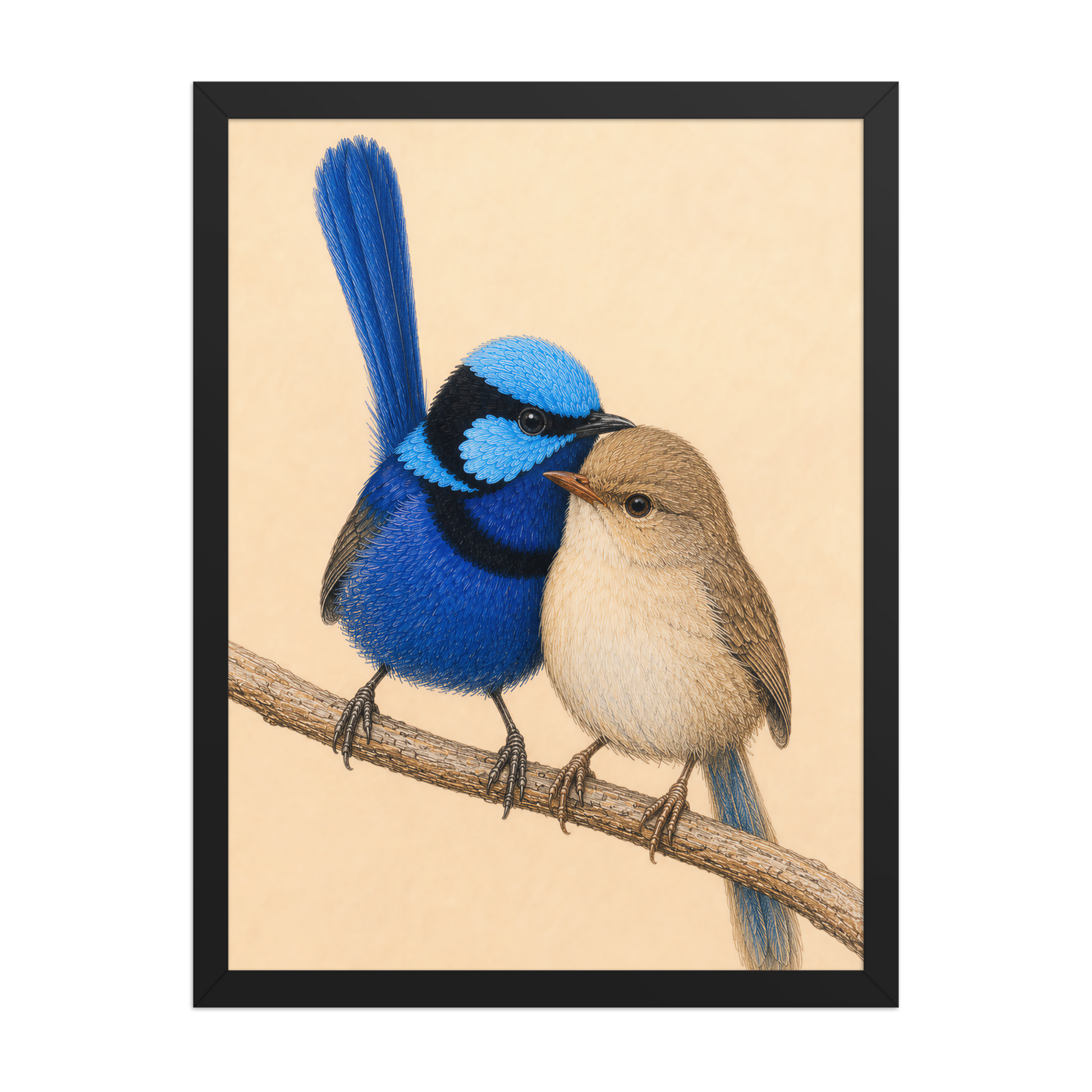 Framed male and female Splendid Fairywren blue wren pair colored pencil illustration, wood frame wall art