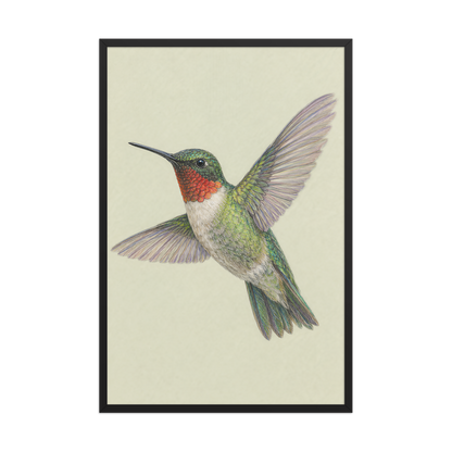 Framed Ruby-throated hummingbird colored pencil illustration print on sage green pastel background, wood frame wall art