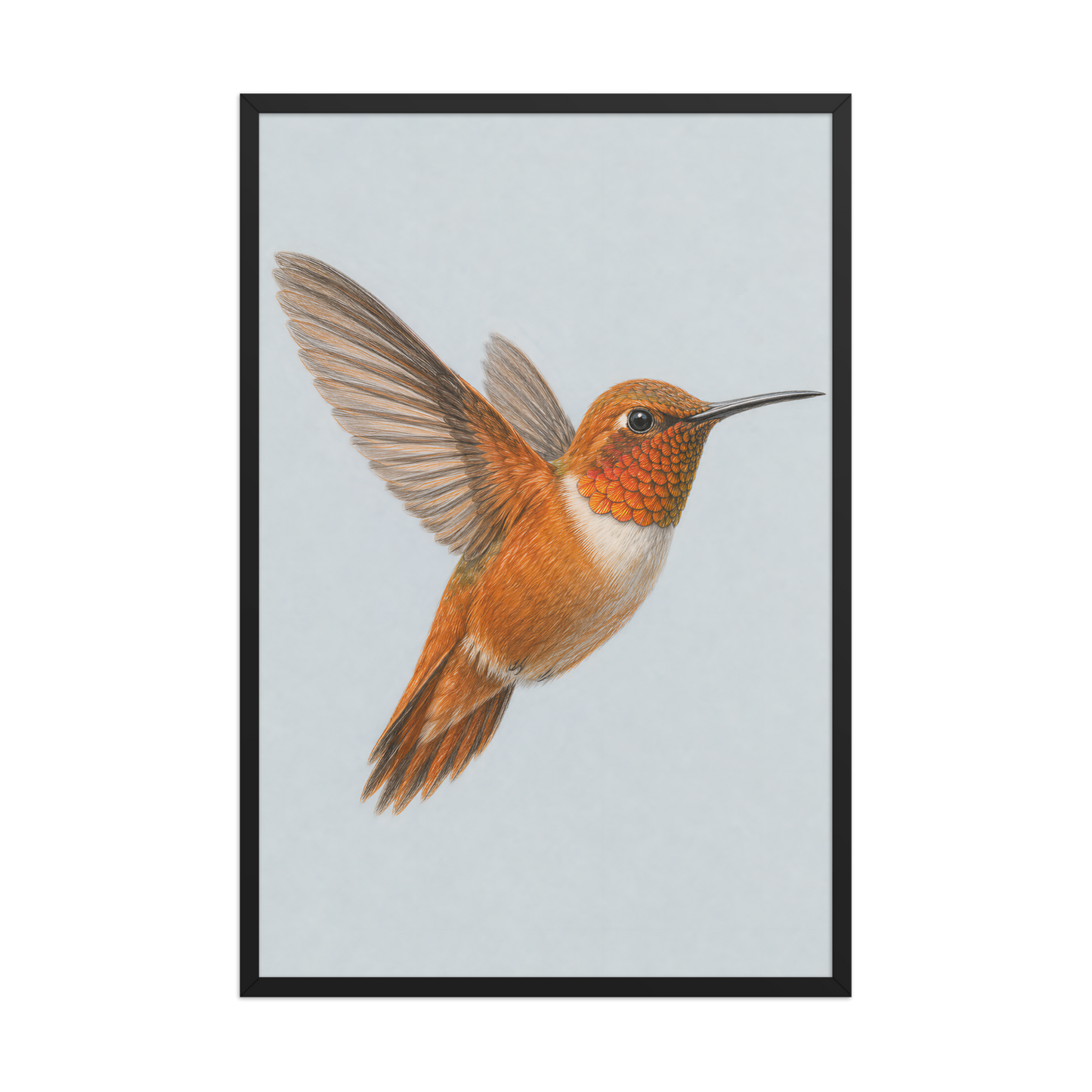 Framed Rufous hummingbird colored pencil illustration print on dusty blue pastel background, wood frame wall art